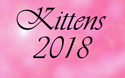 bouton kittens 2018