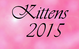bouton kittens 2015