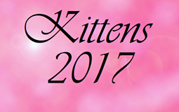 bouton kittens 2017