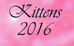 bouton kittens 2016