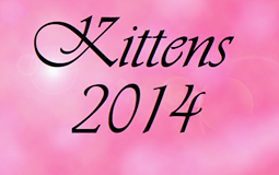 bouton kittens 2014