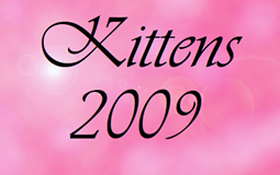 bouton kittens 2009