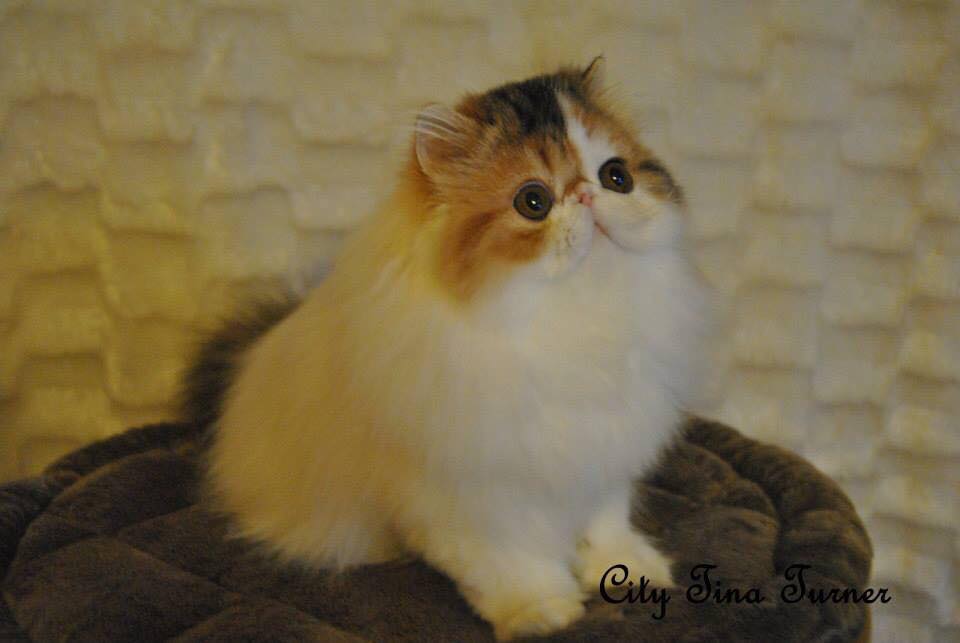 tina